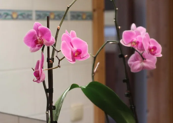 Apartman Appartementhaus Schirsner - Direkt Am & Am Kurpark Schliersee